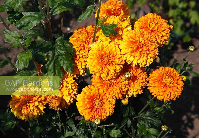 Chrysanthemum 'Pennine Bullion' 
