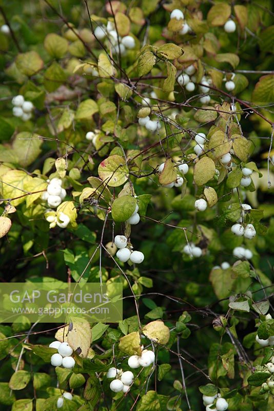 Symphoricarpos Albus var Laevigatus - Snowberry with berries