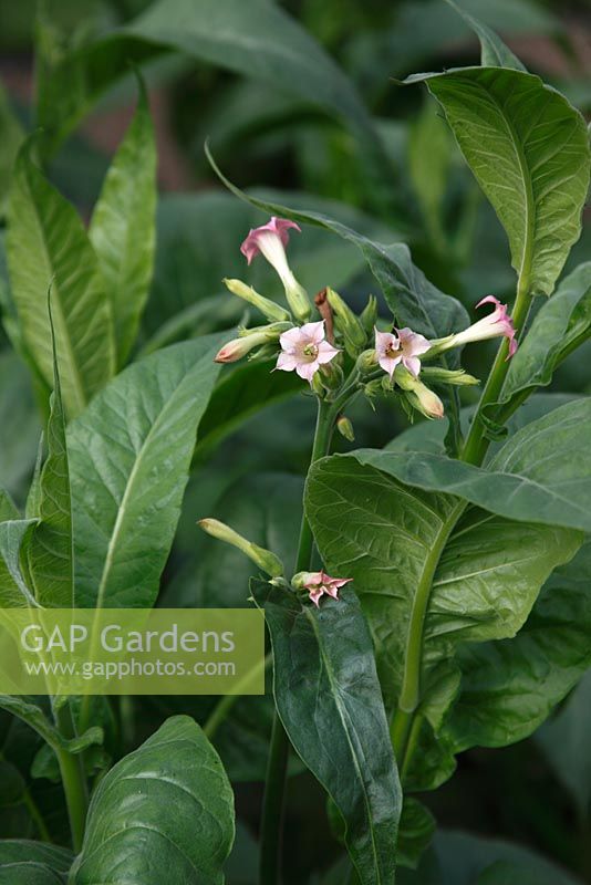 Nicotiana tabacum 'Maryland mammoth' Tobacco plant in flower