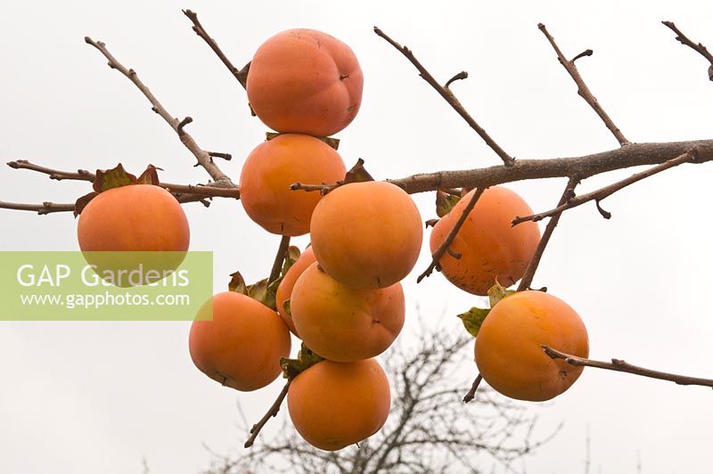 Diospyros Kaki - Sharon Fruit 