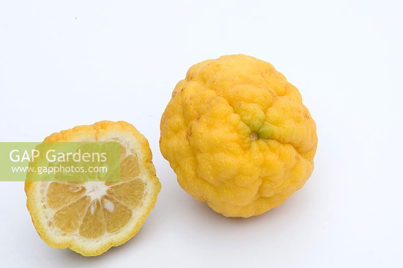 Citrus limetta Corrugata - sweet lemon 