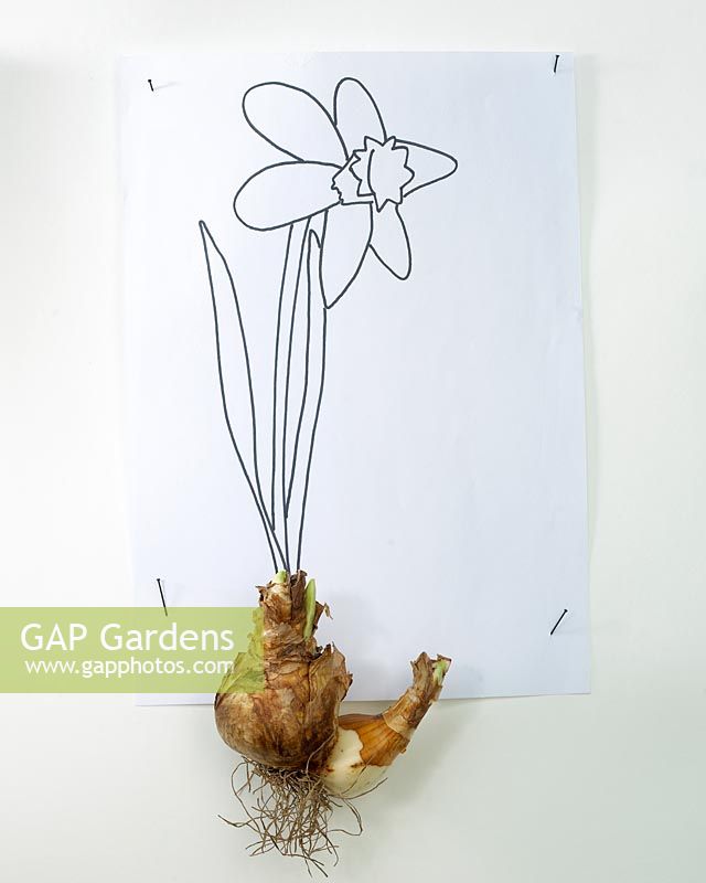 Narcissus bulb and sketch