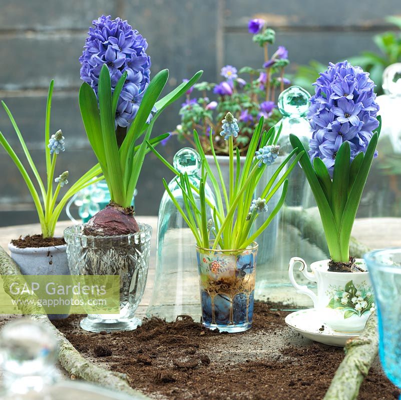 Spring bulbs in glasses and tea cups - Hyacinthus and Muscari
