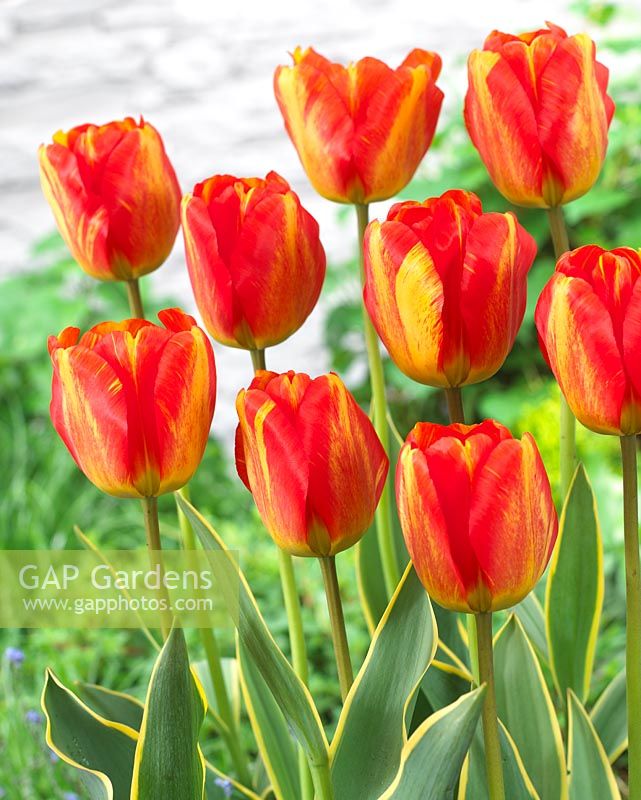 Tulipa Mystic Garant
