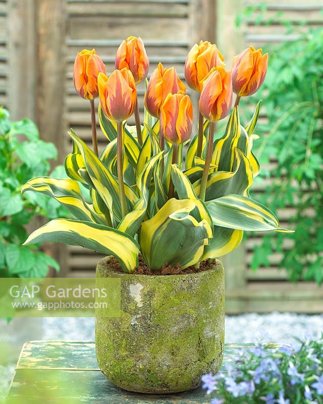 Tulipa Jolly Princess in container 