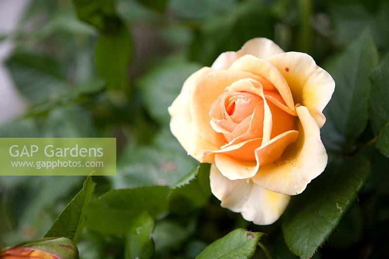 Liz McGrath rose, South African cultivar - Bonython Estate gardens Cornwall, 
