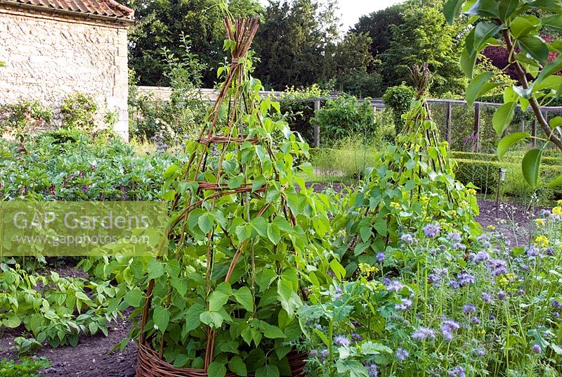 Walled vegetable garden with willow teepees - Narborough Hall 
 