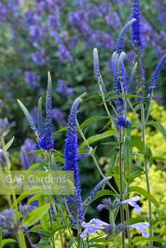 Veronica in blue garden - Narborough Hall