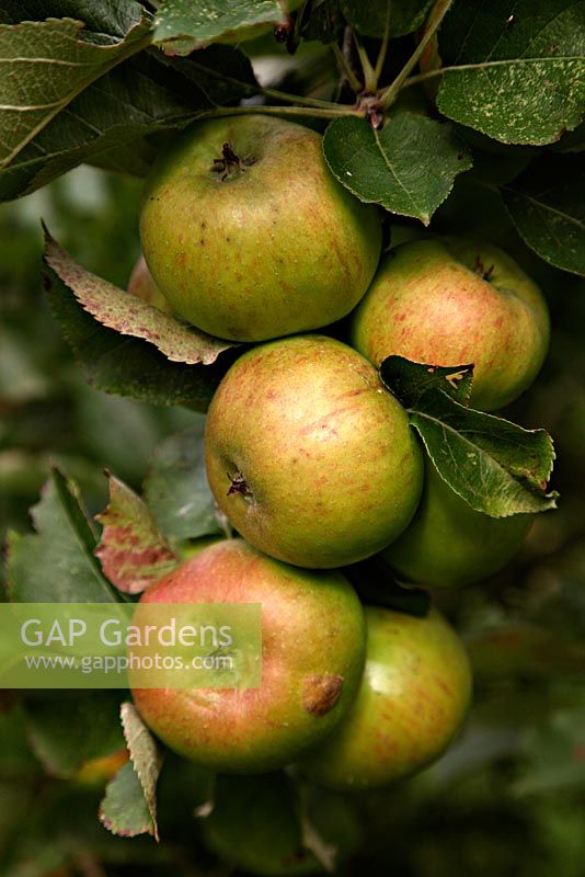 Malus domestica 'Bramley's Seedling' AGM - cooking Apples almost ready to harvest in autumn