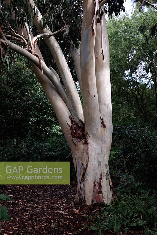 Eucalyptus dalrympleana AGM