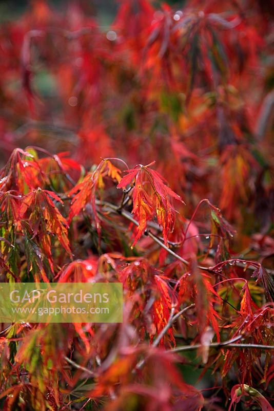 Acer palmatum var. dissectum - Dissectum Viride Group showing autumn colour