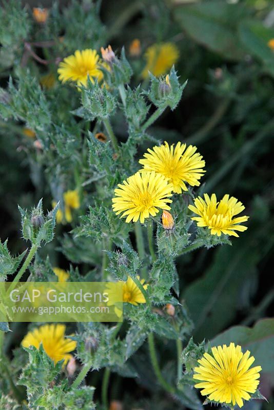 Picris echioides - Bristly Ox-Tongue - Common Garden Weed