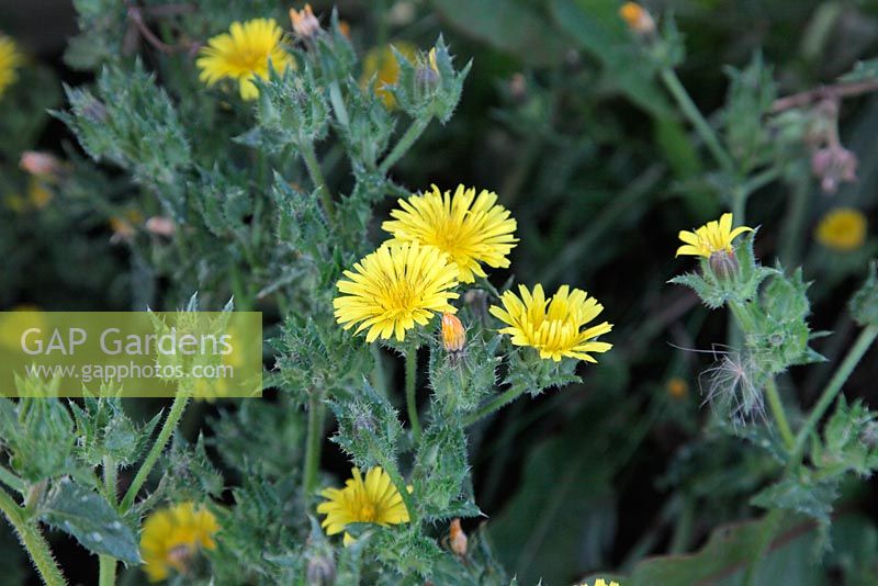Picris echioides - Bristly Ox-Tongue - Common Garden Weed
