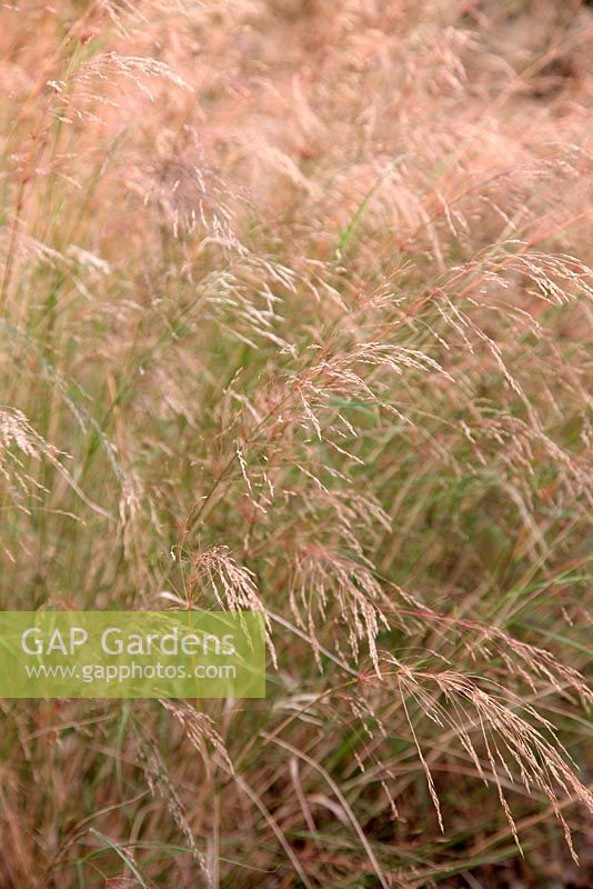 Oryzopsis miliacea grass in autumn