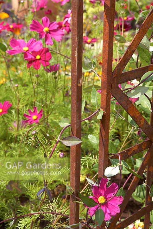 Rusting fence in LOROS Hospice Garden of Light and Reflection. Design - Dejardin Design. Hampton Court 2011