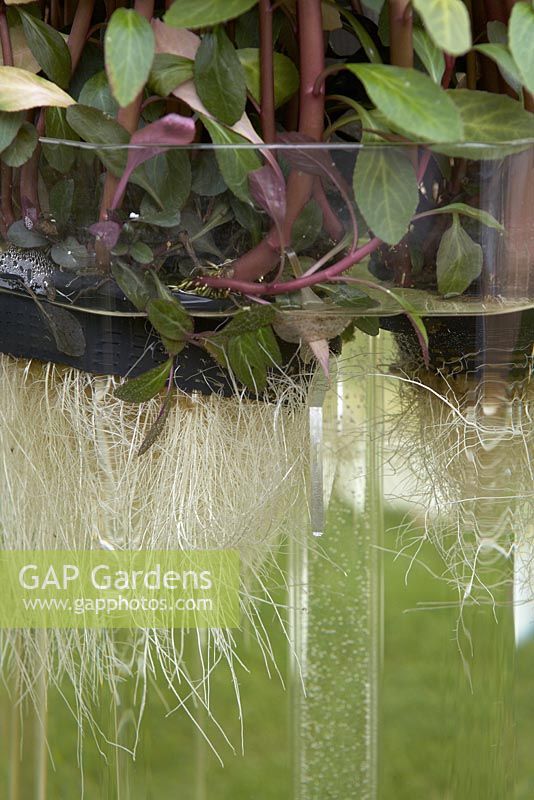 The Naked Garden - RHS Hampton Court Flower Show 2011