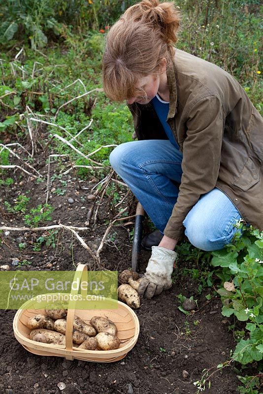 Woman digging potatoes, Potato International Kidney