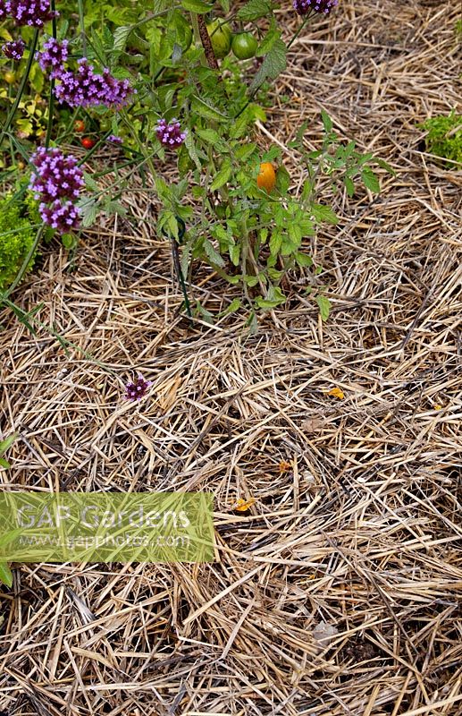 Straw mulch on vegetable bed