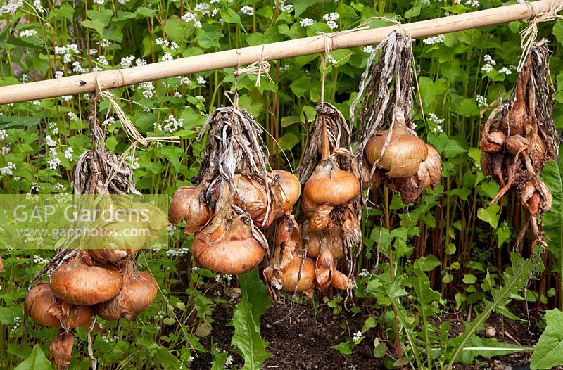 Drying onions in bunches on rail