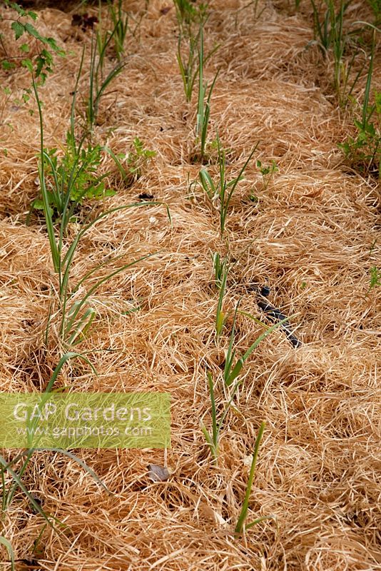 Wood shavings used as mulch on vegetable patch