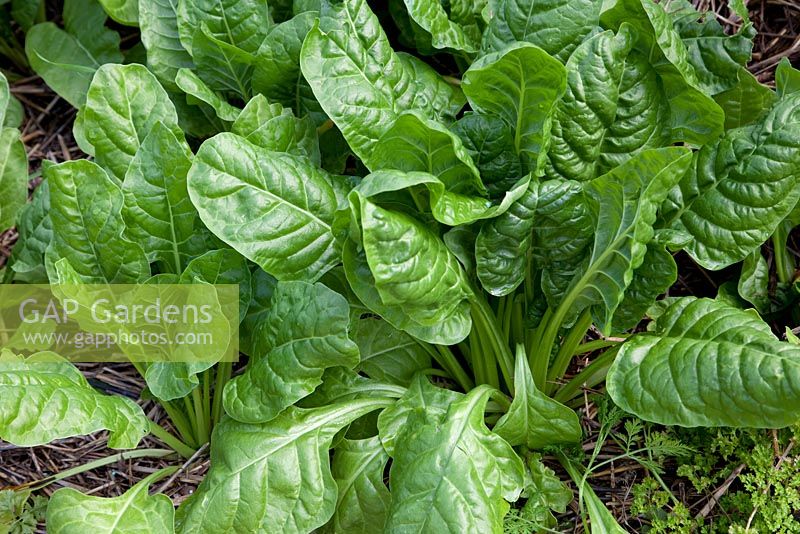 Beta vulgaris - Everlasting Spinach