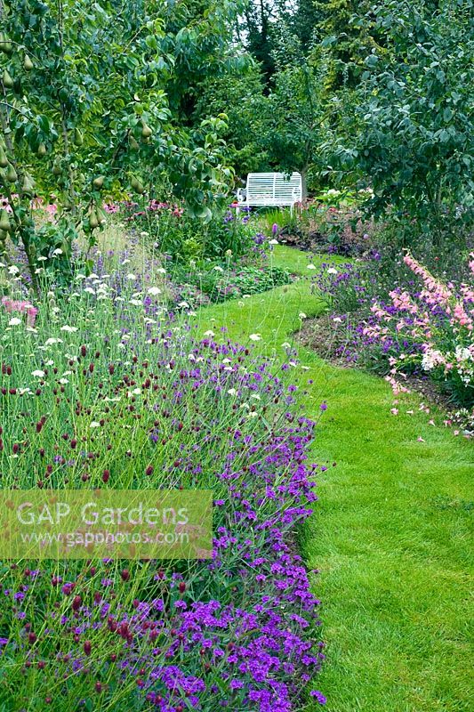 Winding grass path through later summer borders and fruit trees, Verbena rigida, Penstomens, Sanguisorba and Scabious columbaria - Dales Farm, NGS Norfolk