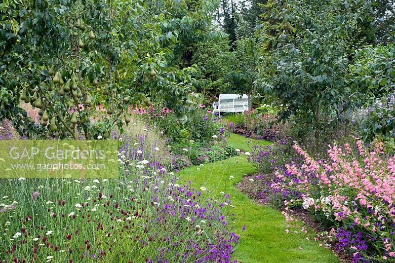 Winding grass path through later summer borders and fruit trees, Verbena rigida, Penstomens, Sanguisorba and Scabious columbaria - Dales Farm, NGS Norfolk
