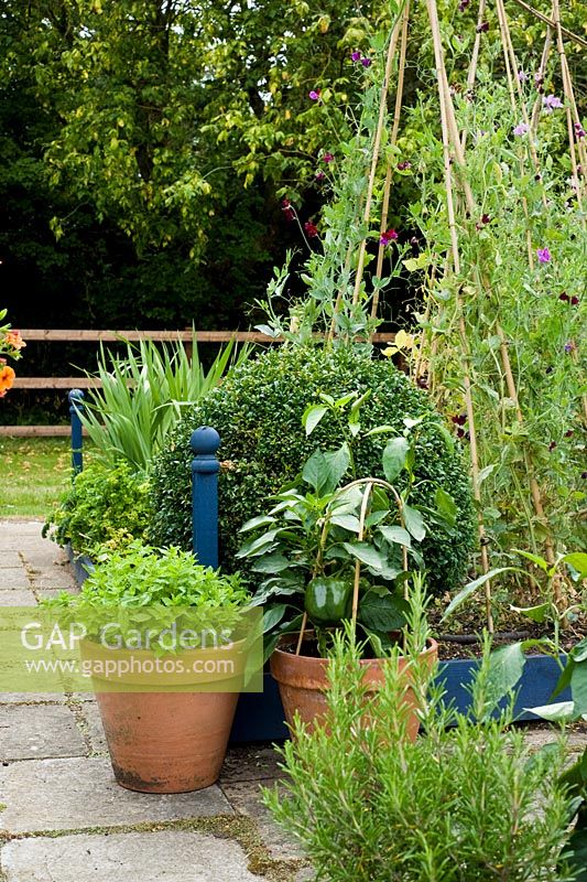 Pots of herbs in kitchen garden - Woodpeckers, Essex NGS
