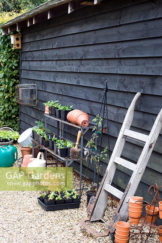 Plant stand with young Primula auricula and tools by shed - Woodpeckers, Essex NGS