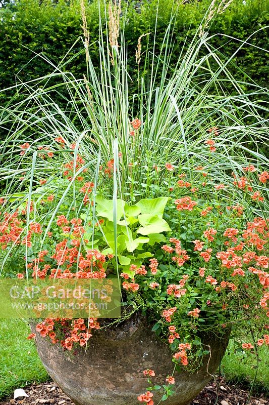 Miscanthus sinensis with orange Diascia in large container - Woodpeckers Essex NGS