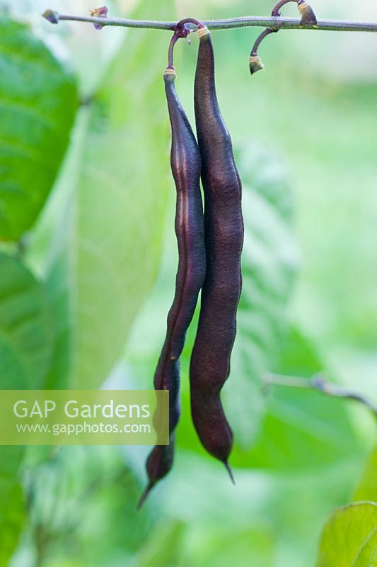 Phaseolus vulgaris 'Trionfo Violetto' - Climbing French Beans