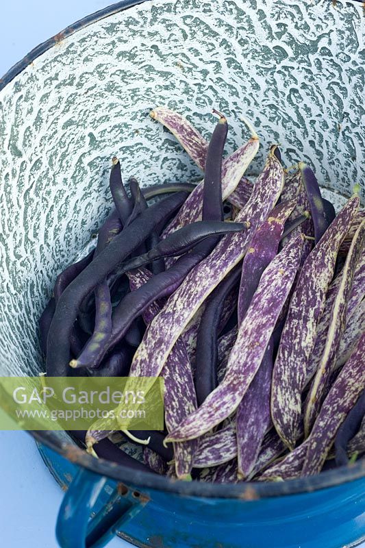 Phaseolus vulgaris 'Merveille de Piedmonte' - Dwarf French beans in colander 
