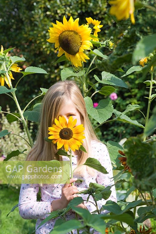 Young girl holding Helianthus annuus - Sunflower
