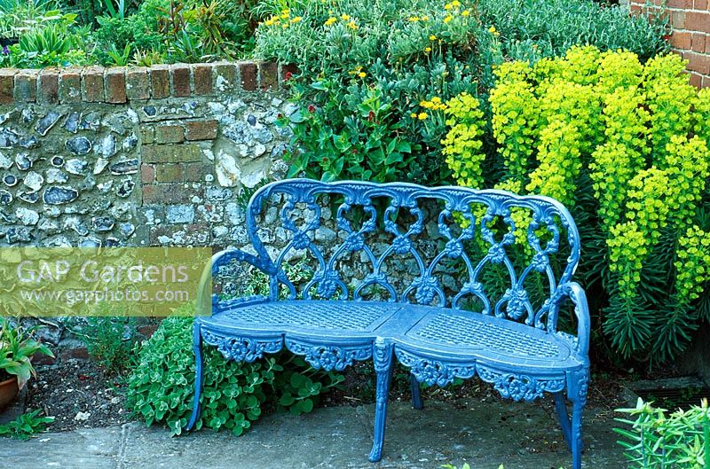 19th Century painted bench surrounded by Euphorbia wulfenii and Othonnopsis cheirifolia - Little Court, Hampshire 