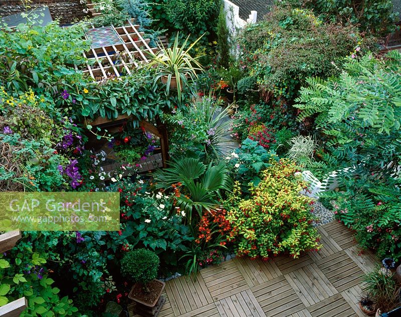 Overview of wooden decking, timber pergola, Fuchsias, Crocosmia and Anemones  