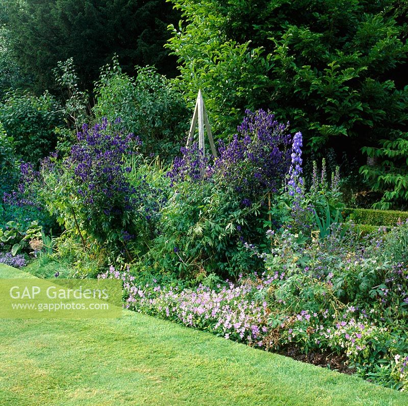 Aconitum 'Spark's Variety', Delphiniums, Viola cornuta and a wooden obelisk in a bed in the walled garden - West Green House, Hampshire