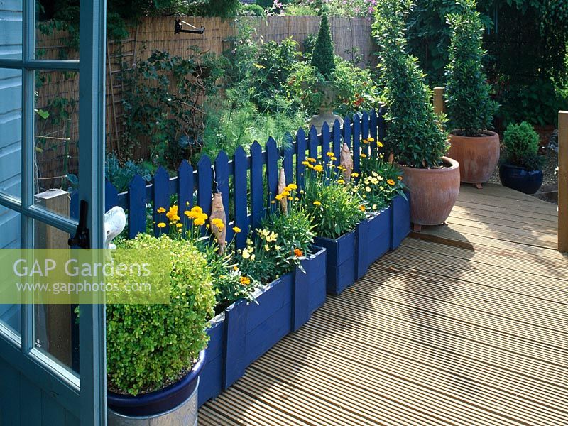 Raised decked patio with cobalt blue fence and ceramic fish, Coreopsis 'Sunburst' in planters - Seaside style garden, london