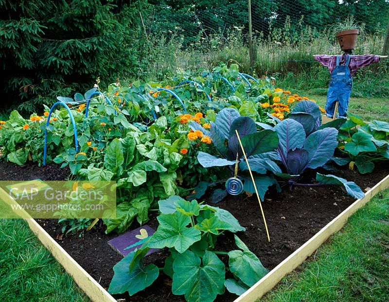 Vegetable tunnel project - Finished potager with scarecrow, cabbages and Calendula 