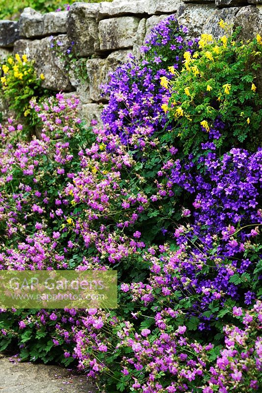 Aubrieta growing on a stone wall including - Corydalis lutea, Aubrieta 'Lavender Gem'