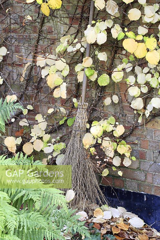 Besom broom leaning against a brick wall with Hydrangea petiolaris 