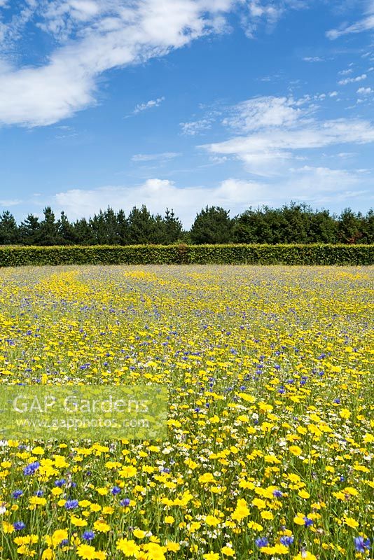 Cultivated Wildflower Meadow with Corn Marigold, Cornflower and chamomile - Old Vicarage Gardens Norfolk