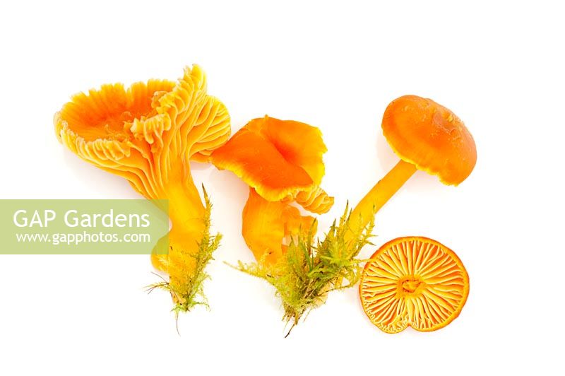 Hygrocybe Pratensis - meadow waxcap fungus