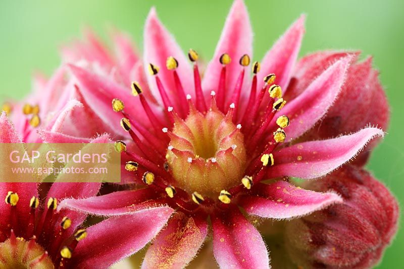 Sempervivum 'Ornatum' - Houseleek flowers