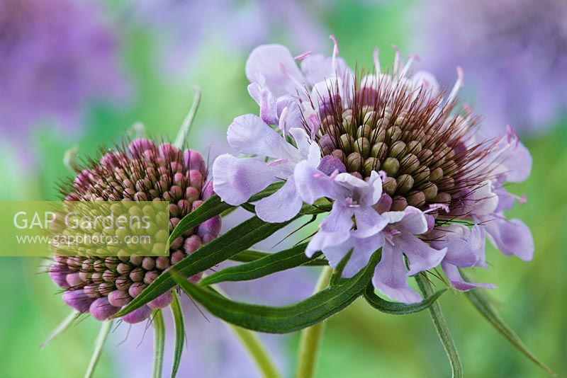 Scabiosa lucida - Scabious, Pincushion flower and buds
