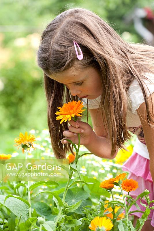 Girl smelling Calendula officinalis - Marigolds
