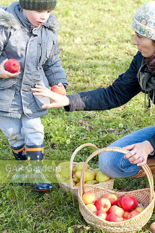 Woman and boy with wicker baskets of freshly harvested Apples and Pears
