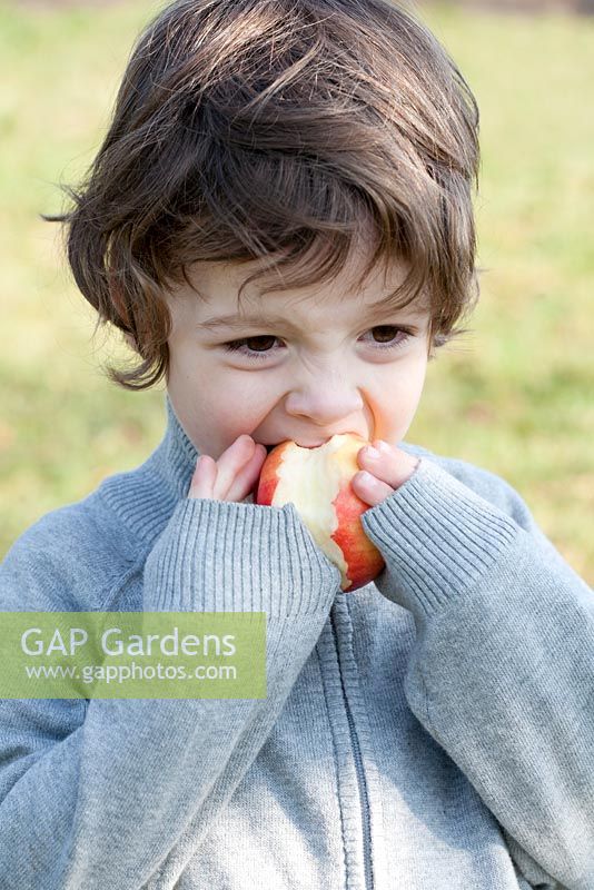 Boy eating freshly harvested Apple