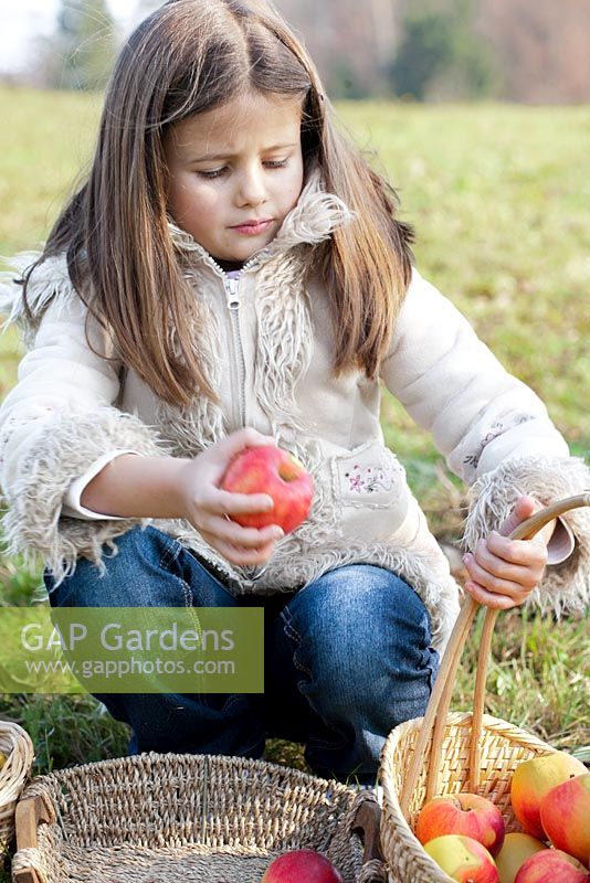Girl putting freshly harvested Apples in to wicker basket