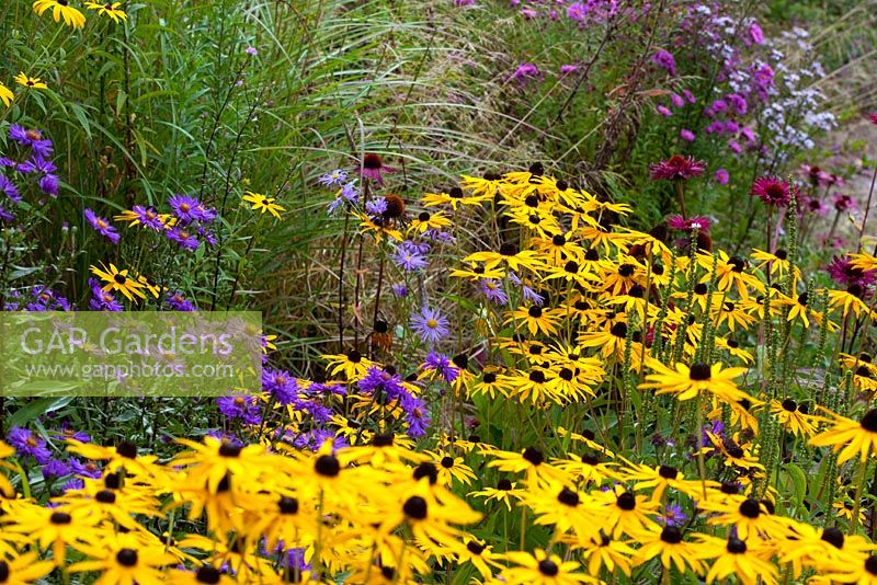 Rudbeckia Asters, grasses and Echinacea  in Autumn