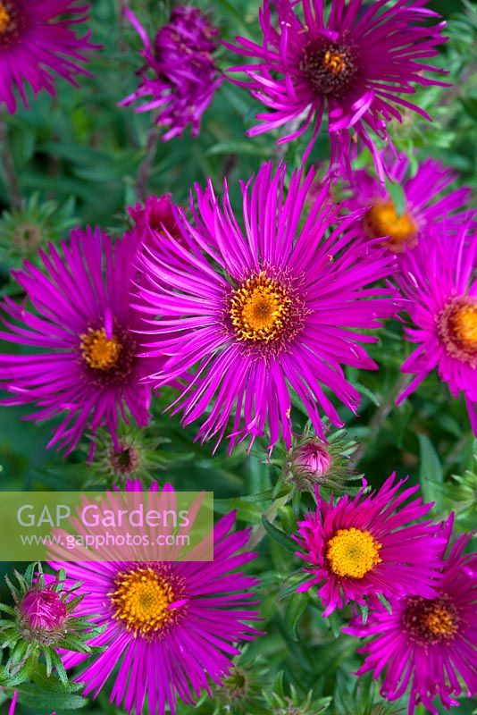Aster 'James Ritchie'